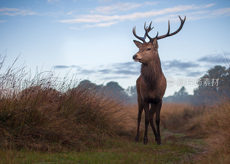 红鹿(Cervus elaphus)